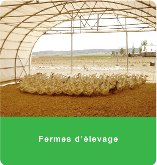 Fermes d'élevage