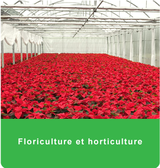 Floriculture et horticulture