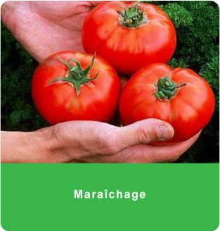 Maraîchage