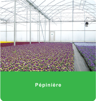 Pépinière